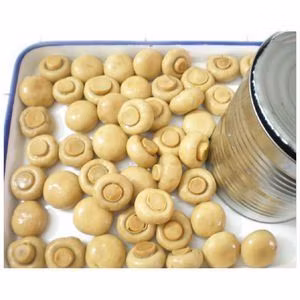 Cogumelo Champignon inteiro enlatado de venda quente em calda com qualidade superior para hotéis e restaurantes